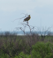 Eastern Meadowlark